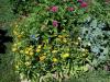 Thais' flower garden has bloomed!